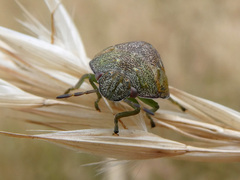 Solenotichus circuliferus