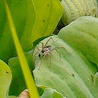 Pardosa pseudoannulata