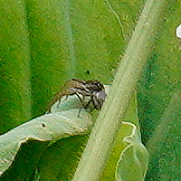 Pardosa pseudoannulata