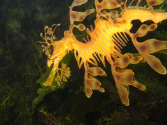 Phycodurus eques