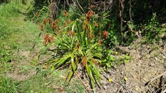 Machaerina sinclairii