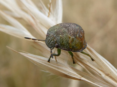 Solenotichus circuliferus