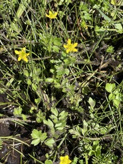 Ranunculus pimpinellifolius