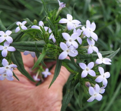 Conostomium natalense