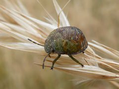 Solenotichus circuliferus