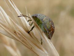 Solenotichus circuliferus