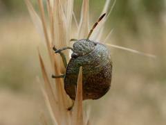 Solenotichus circuliferus