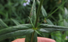 Conostomium natalense