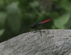 Orthetrum schneideri