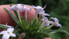 Conostomium natalense