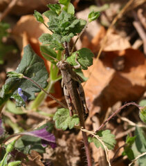 Xenocatantops brachycerus