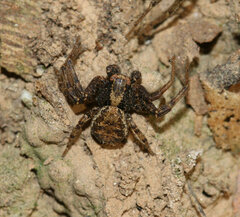 Thomisidae