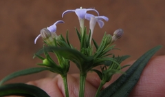 Conostomium natalense