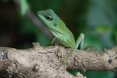 Bronchocela cristatella