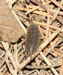 Porcellionidae