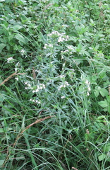 Conostomium natalense