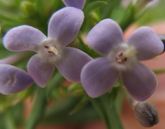Conostomium natalense