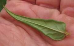 Conostomium natalense