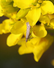 Lepidoptera