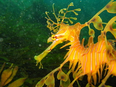 Phycodurus eques