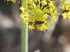 Hadrodemus