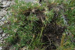 Astragalus sempervirens