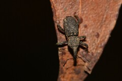 Syagrius squamipes