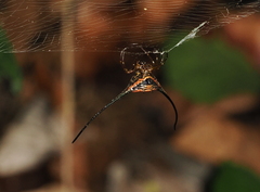 Macracantha arcuata