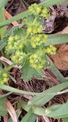 Alchemilla