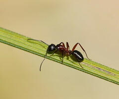 Camponotus innexus