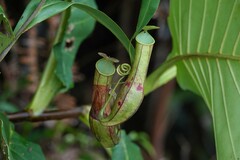 Nepenthes gracilis