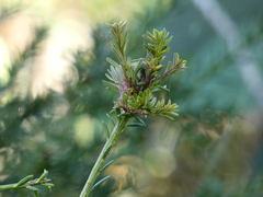 Podocarpus lawrencei