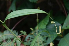 Nepenthes gracilis
