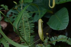 Nepenthes gracilis