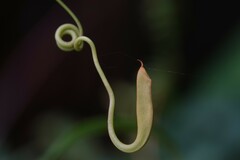 Nepenthes gracilis