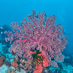 Siphonogorgia godeffroyi