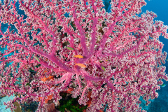 Siphonogorgia godeffroyi