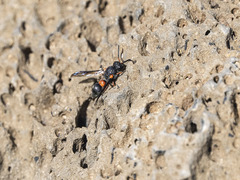 Leptochilus cruentatus