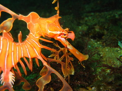 Phycodurus eques
