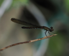 Heliocypha biseriata