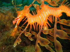 Phycodurus eques