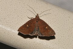 Sophta aeluropis