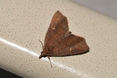 Sophta aeluropis