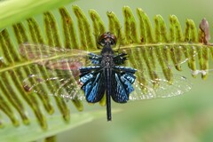 Rhyothemis triangularis