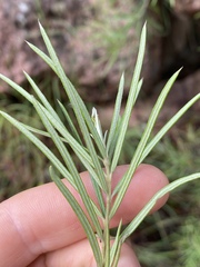 Lysicarpus angustifolius