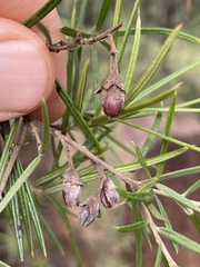 Lysicarpus angustifolius