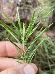 Lysicarpus angustifolius