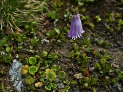 Soldanella pusilla