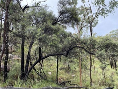 Lysicarpus angustifolius