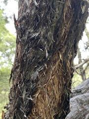 Lysicarpus angustifolius